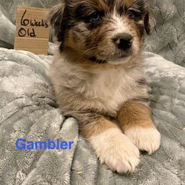 Gambler - Blue merle male Australian Shepherd puppy in Wisconsin Dells, Wisconsin from Nicara kennel