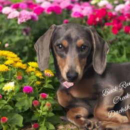 River - Dachshund