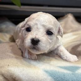 Girl 3 - female Bichon Frise puppy in Winslow Township, New Jersey from Charmed Bichons