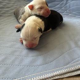 Clue - Black female American Staffordshire Terrier puppy in Byron, Georgia from Lelani