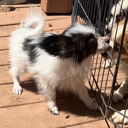 Toodles - White and black male Papillon puppy in Show Low, Arizona from Coppertone Papillons