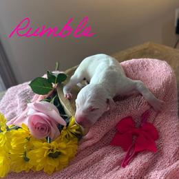 Rumble - White and black female Dalmatian puppy in Mount Vernon, Missouri from Spots & Spirals