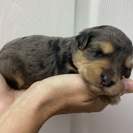 Sheepadoodle Puppies from Sarah Pearl’s Mini Sheepadoodles