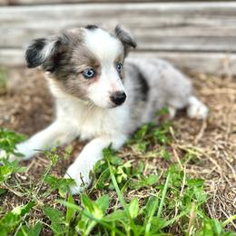 Willow - Blue merle female Miniature Australian Shepherd puppy in Saint Cloud, Florida from Dirty Paws