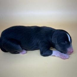 Boy 2 - Black tri male Toy Australian Shepherd puppy in Hokes Bluff, Alabama from Alegria Toy Aussies