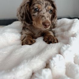 Dachshund Puppies from Dachshundly Perfect