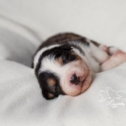 Australian Shepherd Puppies from Lilyoaks Australian Shepherds