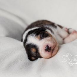 Australian Shepherd Puppies from Lilyoaks Australian Shepherds