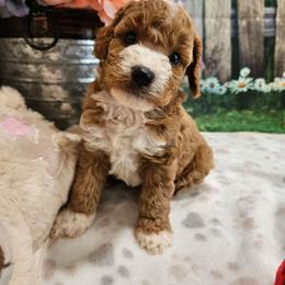 Edan - Red male Cavapoo puppy in Lebanon, Missouri from Leerose Puppies