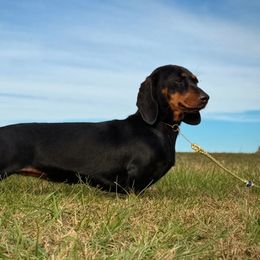 Indy - Dachshund