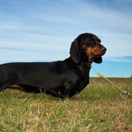 Indy - Dachshund