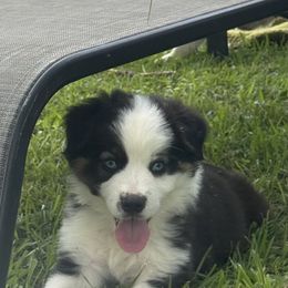 Boy 3 - Black tri male Miniature Australian Shepherd puppy in Eufaula, Alabama from Dream Ranch Mini Aussies
