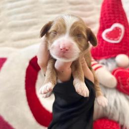 Love - Caramel cream female Australian Labradoodle puppy in Palmdale, California from Doodles_Ko