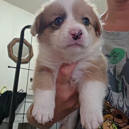 Red merle - Red merle and white male American Corgi puppy in Odessa, Missouri from LOYAL T K9's CORGIS