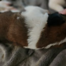 Saint Bernard Puppies from Amber's Saint Bernards