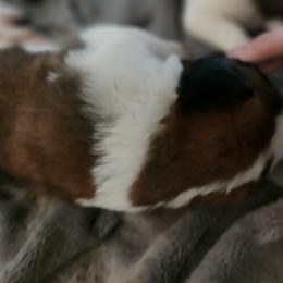 Saint Bernard Puppies from Amber's Saint Bernards