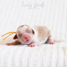 Yellow Collar Girl - Caramel cream female Australian Labradoodle puppy in Thousand Oaks, California from Lovely Doodle Lane