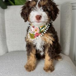 Muffin - Tri-color female Bernedoodle puppy in Alpharetta, Georgia from Doodles of Buckhead
