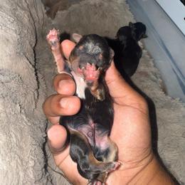Boy 2 - Black and gold male Yorkshire Terrier puppy in Pomona, California from Lunio's Yorkies