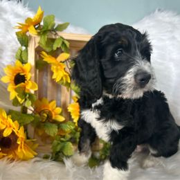 Kringle - Phantom Bernedoodle puppy in Linden, Michigan from MarmeDuke Doodles