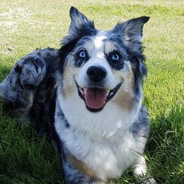 Australian Shepherds from Code Red Australian Shepherds