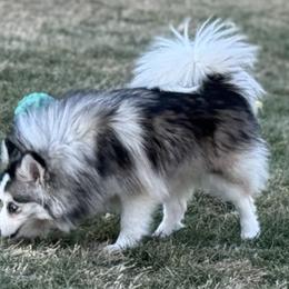 Claudia - Pomsky