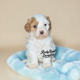 Patch - Blenheim male Cavapoo puppy in Nashville, Arkansas from Rocky Road Puppies