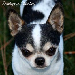 Mazzi - Chihuahua