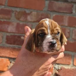 Carl Dean - Mahogany and white male Basset Hound puppy in Bellaire, Ohio from Blessed Bassets