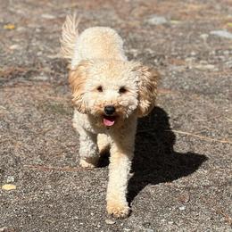 Hashbrown - Goldendoodle