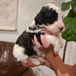 Bailey - Black and white female Portuguese Water Dog puppy in Atmore, Alabama from Gulf Coast Puppies