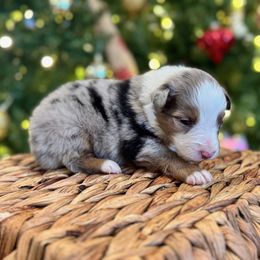 Ollie - Blue merle male Miniature American Shepherd puppy in Springfield, Missouri from 3 Barrels Farms, LLC