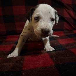 Waffles - White and liver brown male Dalmatian puppy in Fort Cavasos, Texas from Mainstreet Dalmation
