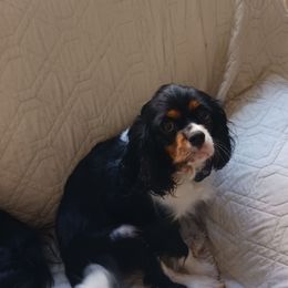 Jo - Cavalier King Charles Spaniel