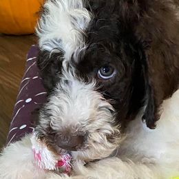 Aussiedoodles, Double Doodles, Goldendoodles, Labradoodles, and Poodles from Hope’s Doodles