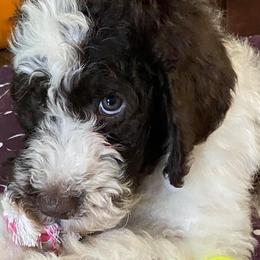 Aussiedoodles, Double Doodles, Goldendoodles, Labradoodles, and Poodles from Hope’s Doodles