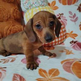 Joey - Dapple male Dachshund puppy in Hudson, Michigan from Mittentail Kennel Miniature Dachshunds & Australian Shepherds
