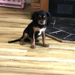 Marshall - Black and tan male Cavalier King Charles Spaniel puppy in Leonard, Texas from Rising Star Kennels