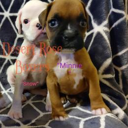 Boxer Puppies from Desert Rose Boxers