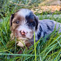 Skywalker - Blue merle male Bernedoodle puppy in Ogden, Utah from Salty Point Doodles