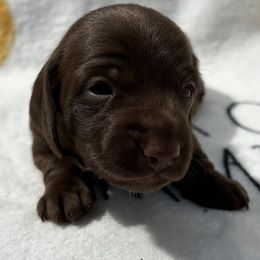 Girl 1 - Chocolate female Dachshund puppy in Columbiana, Alabama from Tonya's Dachshunds