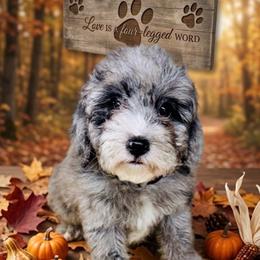 Blue merle male - Merle male Goldendoodle puppy in Valdosta, Georgia from Fifth Day Farm