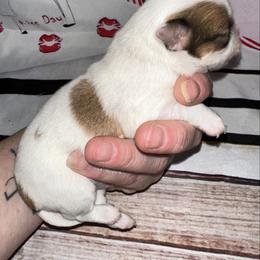 Pine - Sable spotted white male Chihuahua puppy in Palmyra, Indiana from Country Star Chihuahuas