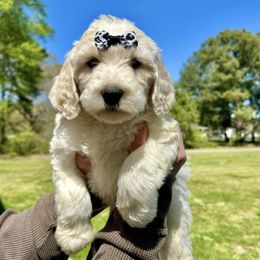 Bernedoodles, Goldendoodles, Labradoodles, and Pyredoodles from Oopsie Doodles of NC