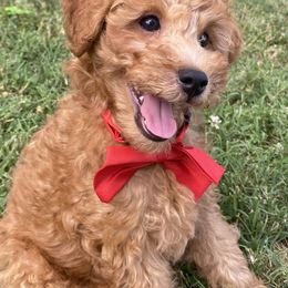 Poodle puppies from Paige & Adele Poodles