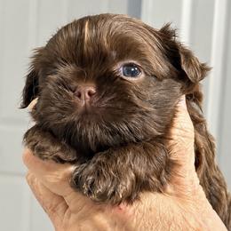 Lucas - Chocolate male Shih Tzu puppy in Tallahassee, Florida from Bows and Bow Ties
