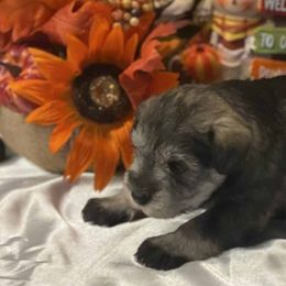 Miniature Schnauzers from Tucker’s Schnauzers