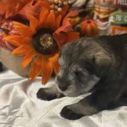 Miniature Schnauzers from Tucker’s Schnauzers