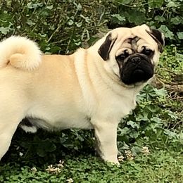 Albert - Pug (Non-standard)