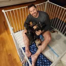 French Bulldog Puppies from Fair Oaks Frenchies